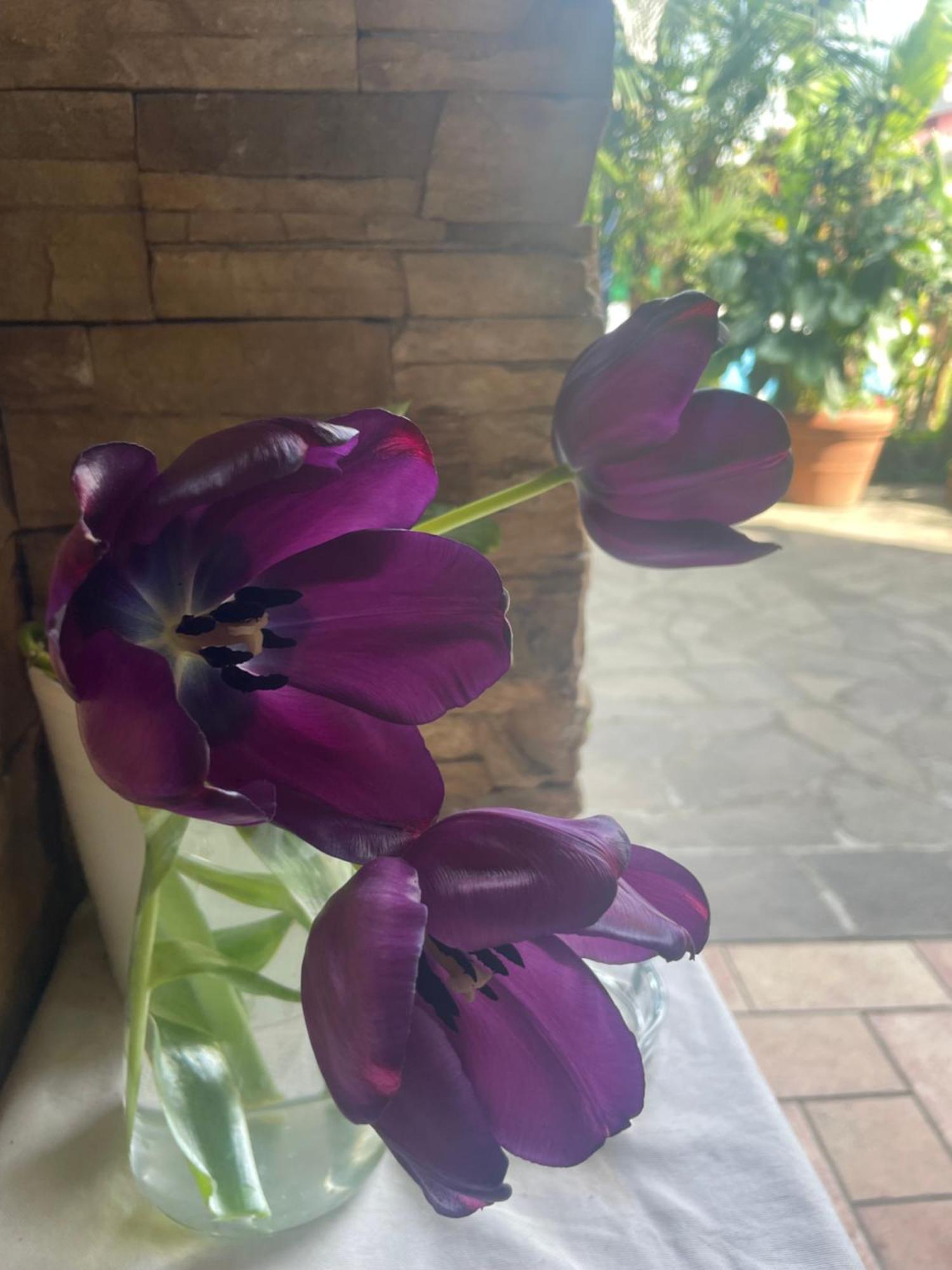 Il Giardino Di Emilia - Intero Appartamento In Villa Con Giardino Privato E Piscina Estiva Pontirolo Nuovo Екстериор снимка