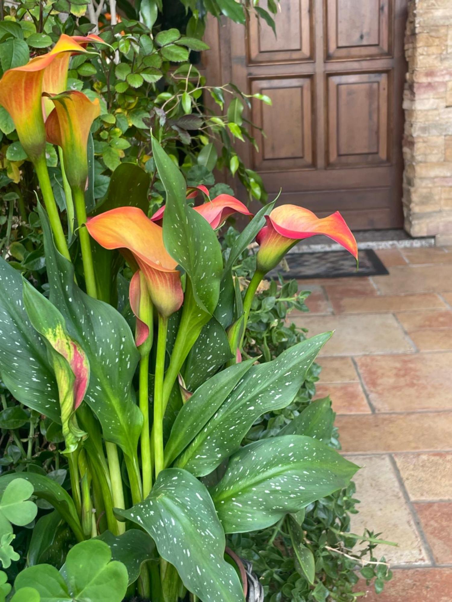 Il Giardino Di Emilia - Intero Appartamento In Villa Con Giardino Privato E Piscina Estiva Pontirolo Nuovo Екстериор снимка